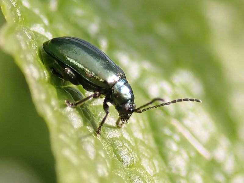 Chrysomelidae: Altica quercetorum (cfr.)